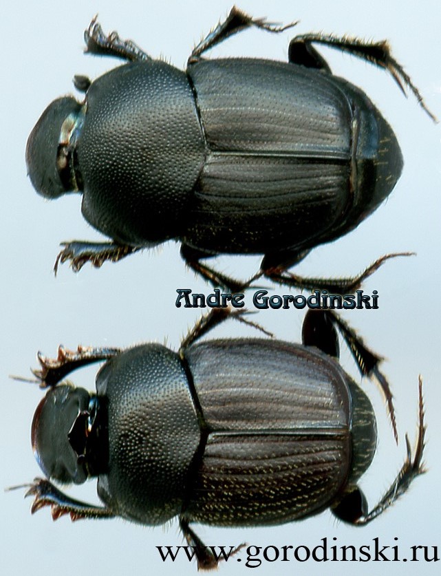 http://www.gorodinski.ru/copr/Onthophagus bivertex.jpg